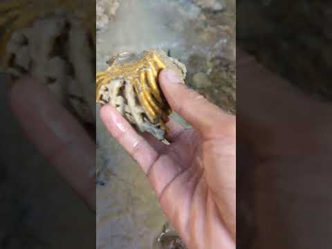 the river is filled with gold nuggets #goldhunter