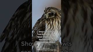 Short-eared Owls Are Skilled Actors #owls #birdbehavior #birds