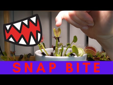 Can a Venus Fly Trap Bite You? And, Does It Hurt?