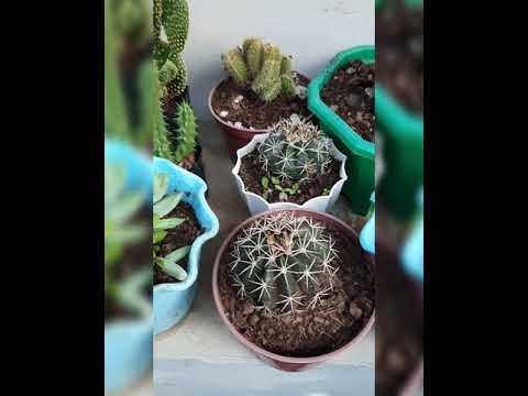 Cactus!