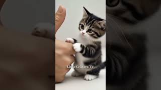Tiny Kitten Discovers Giant Thumb! | Curious Kitten Explores Human Thumb! | #trending #shorts