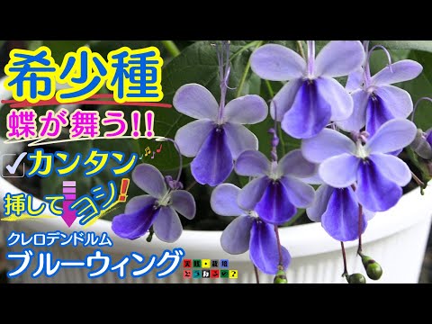 ブルーの蝶が舞う!!【夏の花】稀少種夏の花多年草クレロデンドルム・ブルーウィング10ヶ月の花記録と一緒にご紹介します、今回のNOWコーナーはアルメリアです。挿し芽【ガーデニング】植え方・育て方・園芸