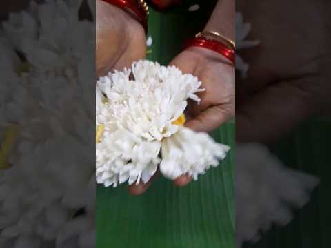 Sampanghi|#flowers|#poo|#ytshortsindia|#shortsfeed|#shortsvideo|#fillthetummy|#sparklewithshorts