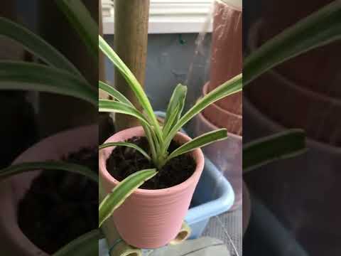 New cool bamboo water fountain