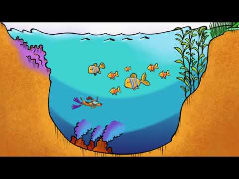 Discover Our Ocean (Spanish)