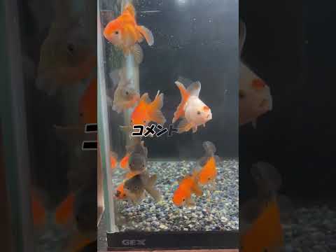 皆様のご意見教えて下さい！私は金魚の保護施設を、作りたいと思っています。難しいことではありますがなんでもかまいませんのでコメントを下さい！ #金魚 #助けてください