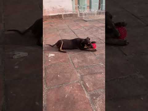 Puppy playing with ball | 50 days old puppy playing | Native Dog Breed