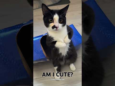 #cat #magic #pepsi #Viral