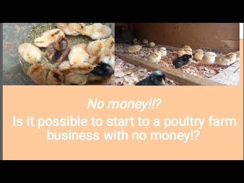 Start a poultry farm with no money or little money|How to start a poultry farm business #poultryfarm