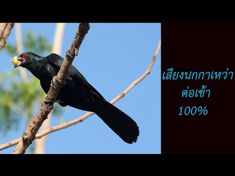 เสียงนกกาเหว่า (ดุเหว่า) Asian koel 2021 ต่อเข้า 100%