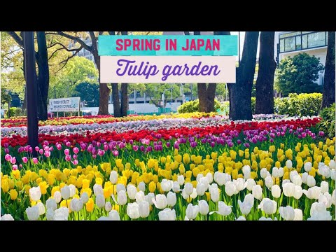 Yokohama Necklace garden in Kannai | Tulip season 2021| Spring in Japan vlog