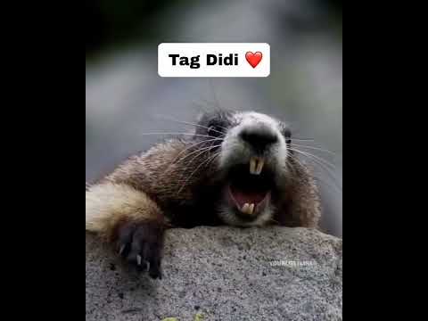 #funny #love #lovestatus