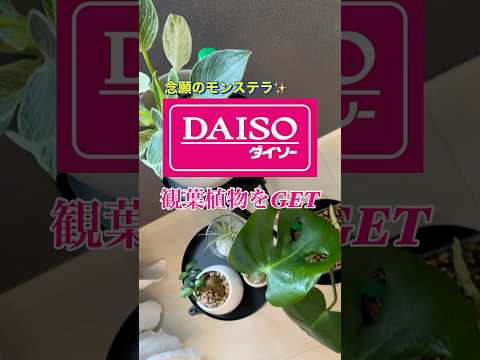 探してた！モンステラ遂に発見✨#ダイソー#daiso  #ダイソー購入品 #standardproducts  #観葉植物 #ガジュマル#モンステラ #フィロデンドロン #エアプランツ