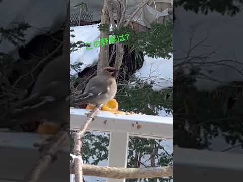 りんごを食べに来た綺麗な野鳥❗️名前わかりますか⁉️