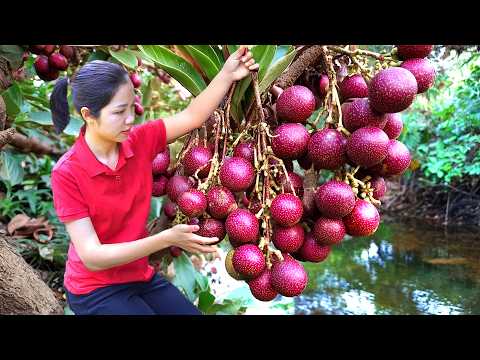 Harvesting 1000 + Giant Longan From Village Garden To Sell At Market | Tieu Ca Free Bushcraft