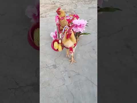 The Love Story of a Hen and a Rooster. #chicken #shorts