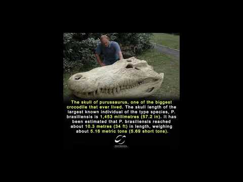 Purussaurus #ancient #creatures #crocodile