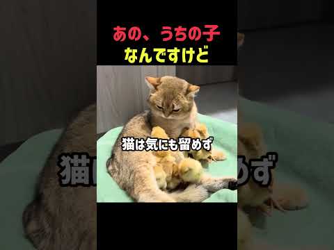 あの、それうちの子です