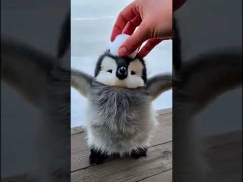 Let me drop a ball of snow on your head #cute #adorable  #penguin #babyanimals #fluffy #cuteanimal