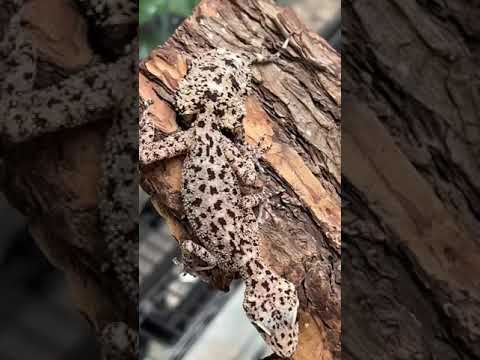 This Crazy Animal Looks Like A Leaf?! #shorts #animals #reptiles #science