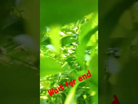 #trending #viral #shorts #instagram #nature #song #reels