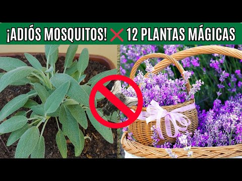 12 Plantas para eliminar INSECTOS y MOSQUITOS muy RAPIDO