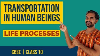 CBSE class 10 Science | Life processes | Transportation in Human being