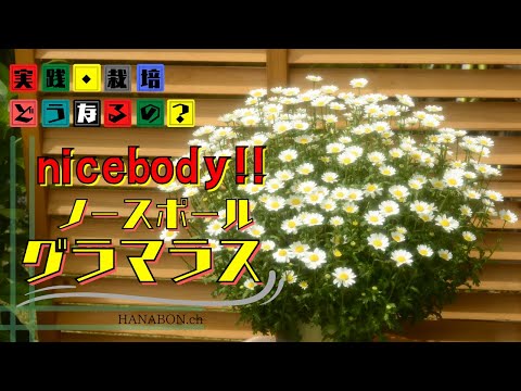 実践・栽培・どうなるの？【from present future？】グラマラスなノースポール出来ました!!【ノースポール】植え方・育て方【園芸】