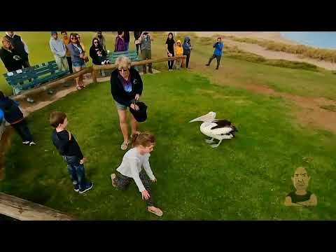 Pelicans Feeding Point Kalbarri elTonY