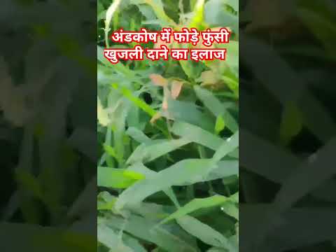 अंडकोष में दाने खुजली का इलाज #ytshorts #healthvideo