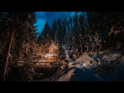 Forest Night Ambience | Reduce Stress 🎧 | Ambient Sounds |