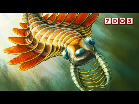 A New Species of Anomalocaris Relative Has Been Discovered