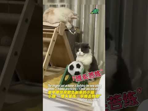 The original pet at home 家中原住民欺负新来的小猫。小猫：“埋头苦练，早晚击败你！”#小猫 #猫猫的心思全写在脸上了 #哈哈哈哈哈哈我要笑死了 #缅因猫