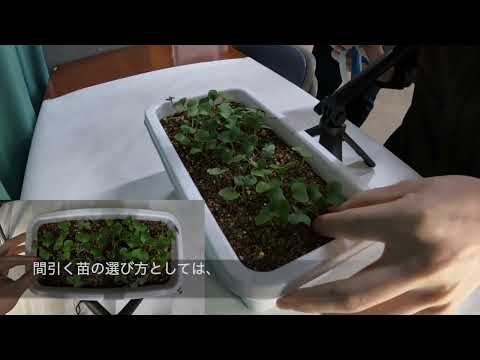 間引き〜ばらまき〜