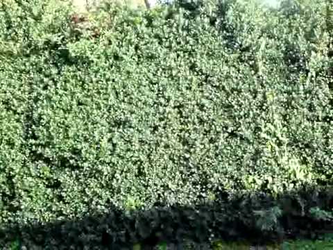 Holly Hedge At Preston In Rutland