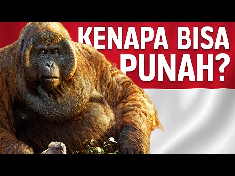 Why Did This Ancient Giant Ape Become Extinct From Indonesia? | #LearnAncientWorld