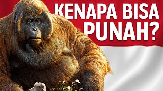 Why Did This Ancient Giant Ape Become Extinct From Indonesia? | #LearnAncientWorld