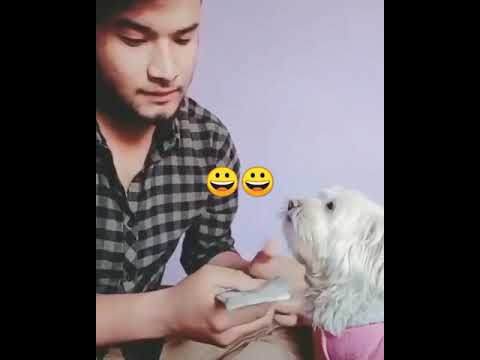 funny  Best Funny Animal Videos 2022 - Funniest Cats And Dogs