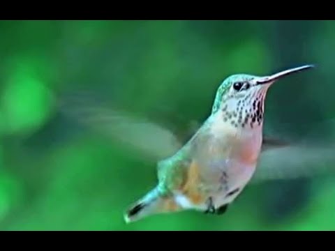 Hummingbirds in Slow Motion - Watch them fly