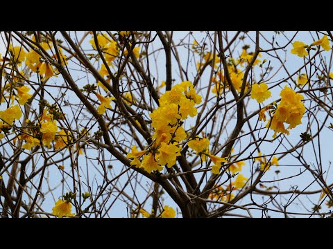 台中市北屯區廍子公園,黃金風鈴木盛開Golden Trumpet-tree flowering in Buzi Park,Taichung City_20250312