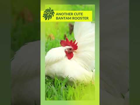 Cute White Japanese Bantam Roosters, white Japanese bantam hen