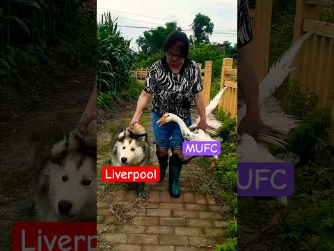 Liverpool VS Mufc #epl #sports
