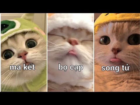 #tiktok  #12cunghoangdao  #2 khi các cung nổi noings sẽ....