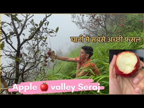 “Apple Season 2025 🍎 | Pahadon Mein Seb Ki Taza Fasal Shuru”