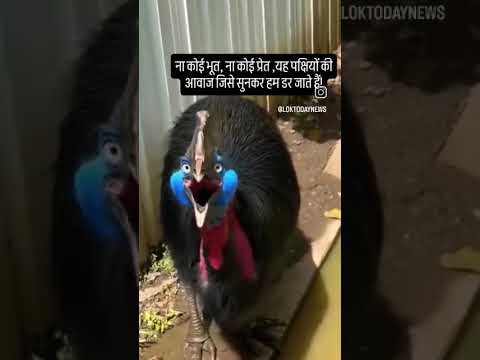 यह आवाज सुनकर आप डर जाओगे