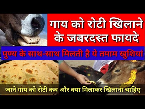 गाय को रोटी खिलाने के जबरदस्त फायदे | why do feed bread to cow | why should feed bread to your cow