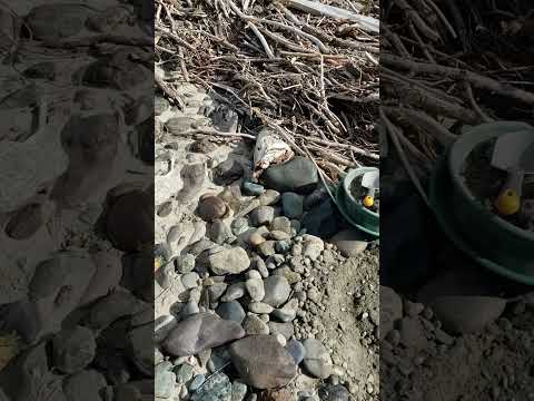 Getting Pan Full of Gravel from around Chilcotin Driftwood Pile to Test for Flood Gold - Part 2 of 3