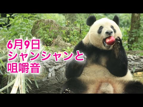 2024.06.09 シャンシャンと咀嚼音　#シャンシャン #中国保護大熊猫研究中心雅安碧峰峡基地