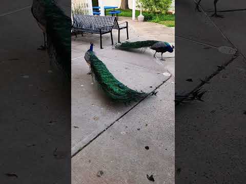 Peacock