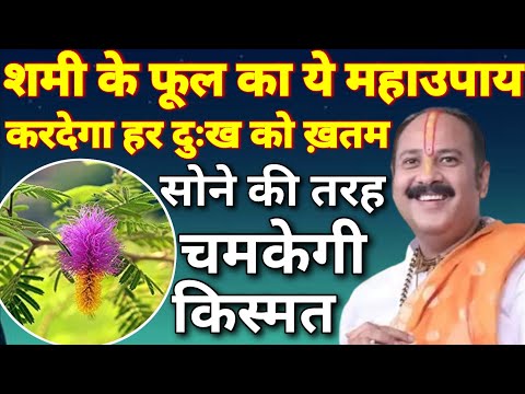 शमी के फूल का ये उपाय करदेगा हर दुख को ख़तम सोने की तरह चमकेगी  किस्मत | Pandit Pradeep Mishra Upay